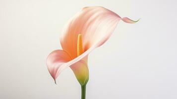 Photo of beautiful Calla Lily flower isolated on white background. Generative AI