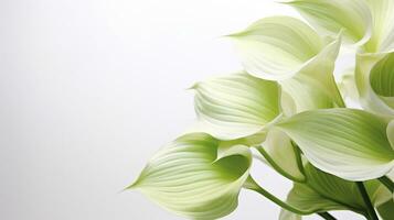 Photo of beautiful Hosta flower isolated on white background. Generative AI