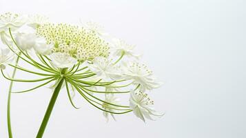 Photo of beautiful Queen Anne's Lace flower isolated on white background. Generative AI