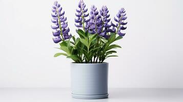 Photo of Lupine flower in pot isolated on white background. Generative AI