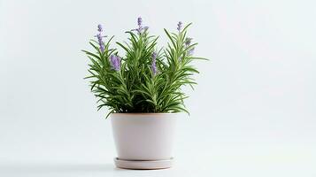 Photo of Rosemary flower in pot isolated on white background. Generative AI