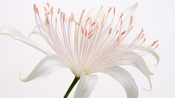 Photo of beautiful Spider Lily flower isolated on white background. Generative AI