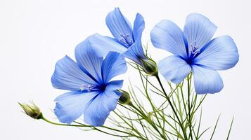 Photo of beautiful Flax flower isolated on white background. Generative AI