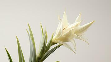 Photo of beautiful Yucca flower isolated on white background. Generative AI