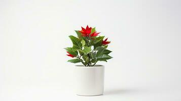 Photo of Holly flower in pot isolated on white background. Generative AI