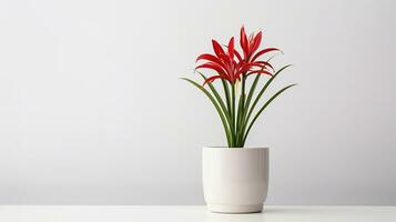 Photo of Spider Lily flower in pot isolated on white background. Generative AI