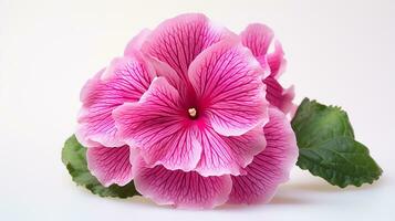 Photo of beautiful Gloxinia flower isolated on white background. Generative AI