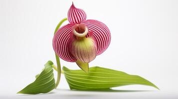 Photo of beautiful Lady's Slipper flower isolated on white background. Generative AI