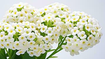 foto de hermosa dulce alyssum flor aislado en blanco antecedentes. generativo ai