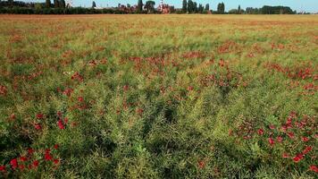 Beautiful poppies on the green bank of a field. 4k stock footage. video