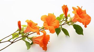 Photo of beautiful Trumpet Vine flower isolated on white background. Generative AI