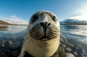 Seal beach closeup nature. Generate Ai photo