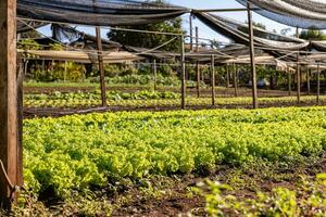 plant lettuce vegetable photo