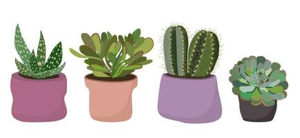 Vector set of succulent plants in pots. Isolated on white background