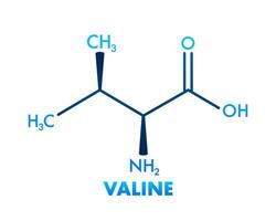 Valine formula for medical design.Valine formula, great design for any purposes. vector