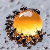 Black ants eating honey drop. Concept of teamwork or hardworking or unity. image photo