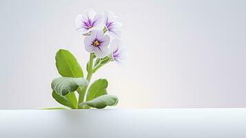 Photo of beautiful Rockcress flower isolated on white background. Generative AI