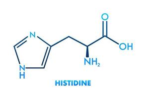 Histidine l histidine, his, H amino acid molecule. Vector illustration.