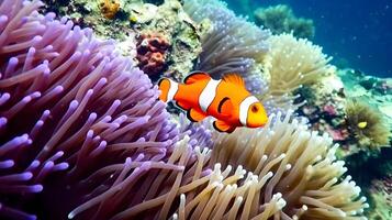 Nemo fish among coral reefs. Marine environment. photo