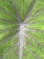 close up of the green taro leaf texture photo