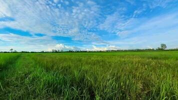 Time lapse. Landscape of rice fields and blue sky. video