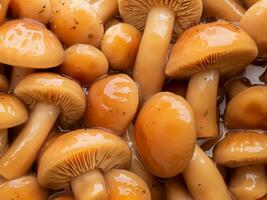 fresh mushrooms on the background of autumn leaves. close up photo