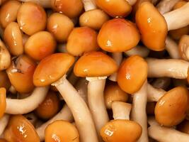 fresh mushrooms on the background of autumn leaves. close up photo