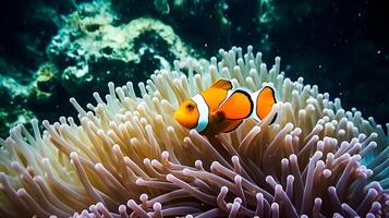 Nemo fish among coral reefs. Marine environment. photo