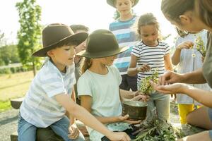 colegio niños aprendiendo, cómo a preparar un manzanilla infusión foto