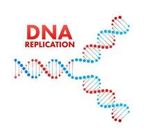 DNA replication. DNA molecules, molecular biology. Vector stock illustration