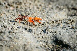 Fiddler crabs, small male sea crab is eating food photo