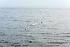 Pair of seagulls happy flying above the sea photo