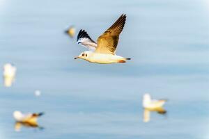 de cerca lado ver de Gaviota volador en el cielo foto