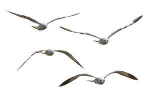 Four white seagulls flying photo