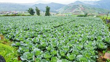 repollo filas en cultivo trama foto