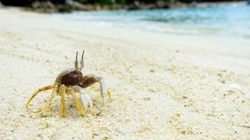 Close-up of Wind Crab on the sand photo