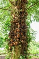 Shala árbol, Shorea robusta foto