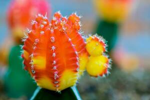 cerca arriba hermosa flor de Luna cactus foto