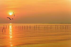 Pair of seagulls in sky at sunset in Thailand photo