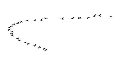 silueta rebaño de aves volador en un fila foto