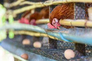 huevo pollo granja en rural Tailandia foto