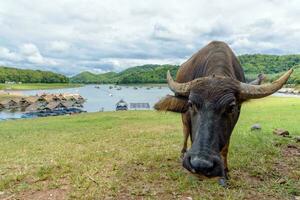 Buffalo at Huai Krathing Reservoir photo