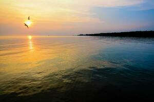 hermosa puesta de sol dos aves volador encima el mar foto