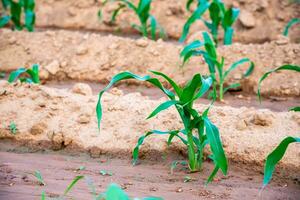 Young green corn growing on the soil photo