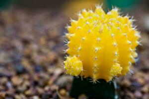 cerca arriba hermosa flor de Luna cactus foto