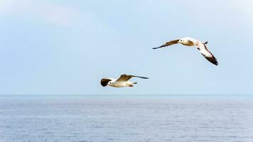 Pair of seagulls happy flying above the sea photo