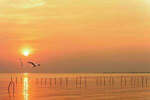 Pair of seagulls in sky at sunset in Thailand photo