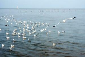 Flock of seagulls at Bangpu Recreation Center photo