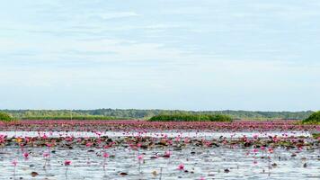 Lotus pond at Thale Noi Waterfowl Reserve Park photo