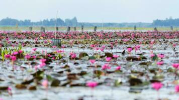 Lotus pond at Thale Noi Waterfowl Reserve Park photo